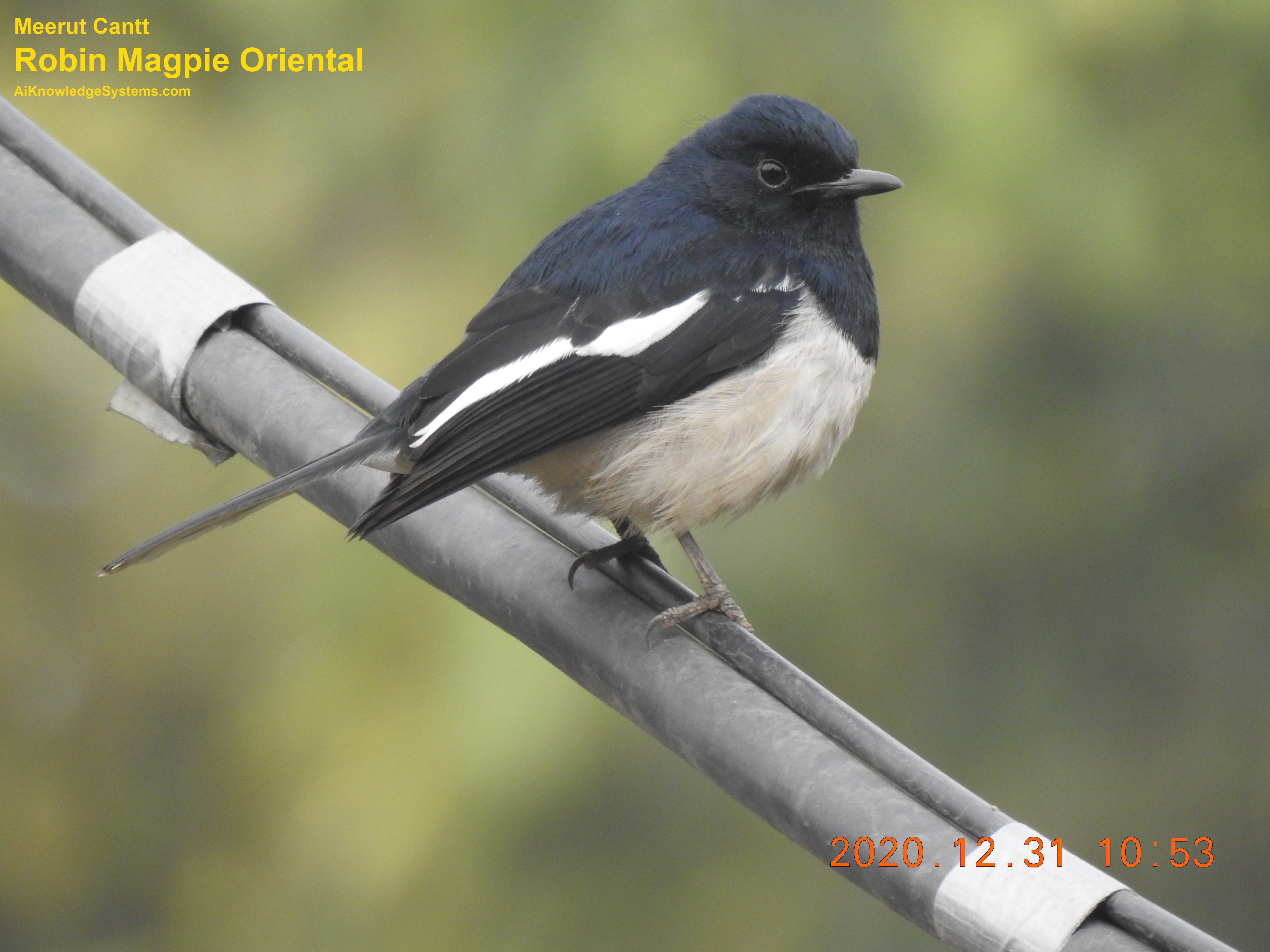 Magpie Robin (90) Coming Soon